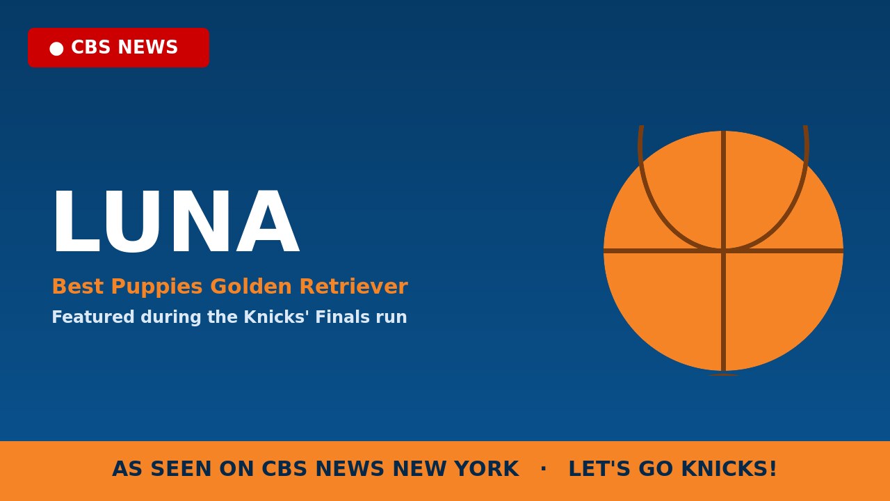 Best Puppies golden retriever Luna featured on CBS News New York during the Knicks Finals run